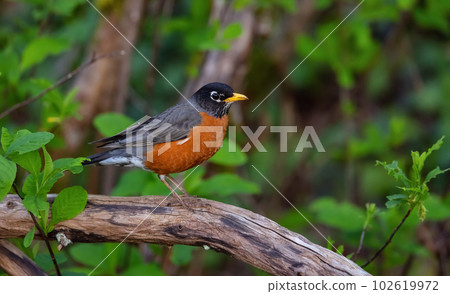 Small Colorfull Bird Sitting on a Branch in a park. Zoom. 102619972