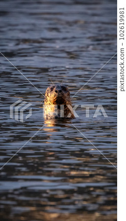 Seal pocking his head out of the water to look. Pacific Ocean on West Coast 102619981