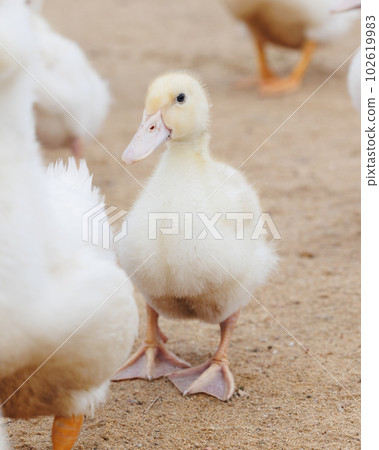 white ducks on farm graze in herd, cute pets birds. taking care of cattle in backyard. white ducks on farm graze in herd, cute pets birds. taking care of cattle in backyard. 102619983