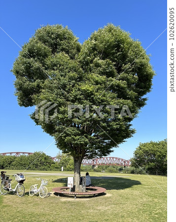 Heart type tree Heart type tree 102620095