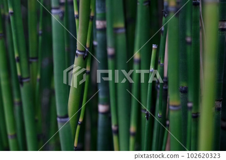 horsetail closeup horsetail closeup 102620323