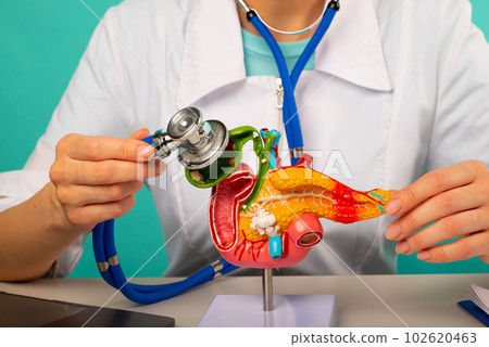 Doctor holding anatomical pancreas model and stethoscope in his office 102620463