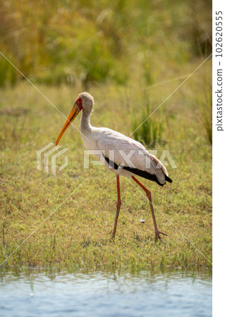 Yellow-billed stork walks along riverbank on grass Yellow-billed stork walks along riverbank on grass 102620555
