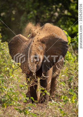 Young African elephant squirting sand over head 102620556