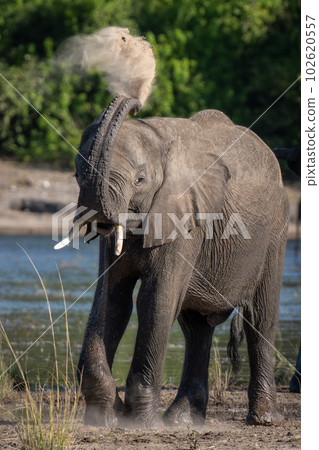 Young African elephant squirting sand over itself Young African elephant squirting sand over itself 102620557