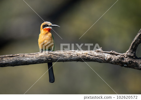 White-fronted bee-eater on dead branch with catchlight White-fronted bee-eater on dead branch with catchlight 102620572