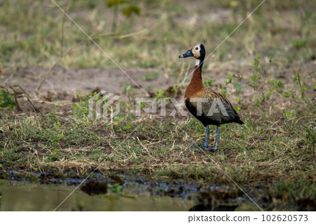 White-faced whistling-duck stands on riverbank watching camera 102620573