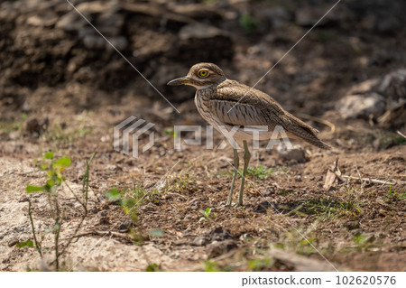 Water thick-knee stands eyeing camera in sunshine 102620576