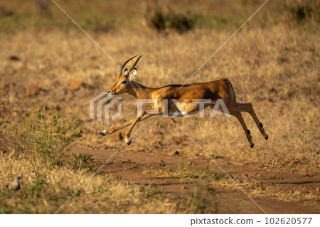 Young male common impala leaps across track 102620577