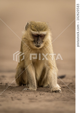 Vervet monkey sits on sand looking down 102620583