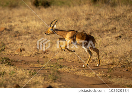 Young male common impala jumps across track 102620584