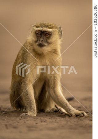 Vervet monkey sitting on sand watching camera Vervet monkey sitting on sand watching camera 102620586