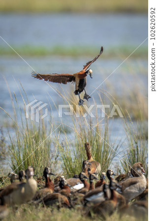 White-faced whistling-duck about to land on riverbank 102620592