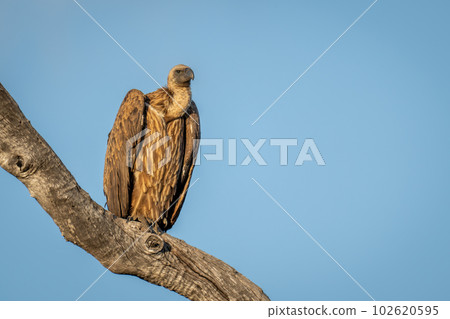 White-backed vulture on dead tree in sunshine 102620595