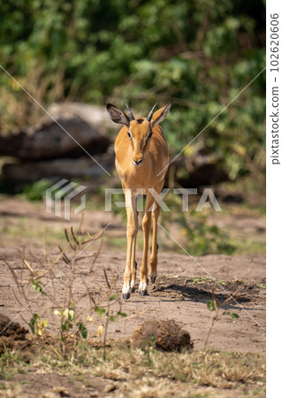 Young male common impala walks towards camera 102620606