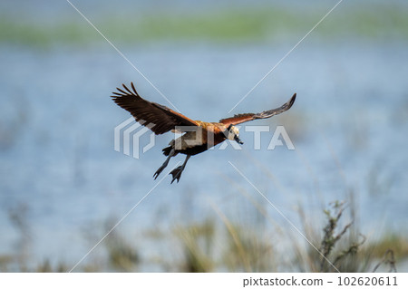 White-faced whistling-duck glides over river in sunshine 102620611