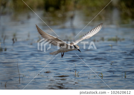 Whiskered tern flies off with small fish 102620612