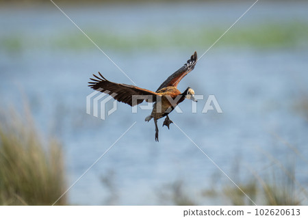 White-faced whistling-duck about to land beside river 102620613
