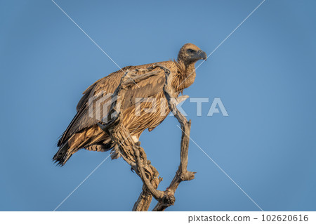 White-backed vulture in tree under blue sky White-backed vulture in tree under blue sky 102620616