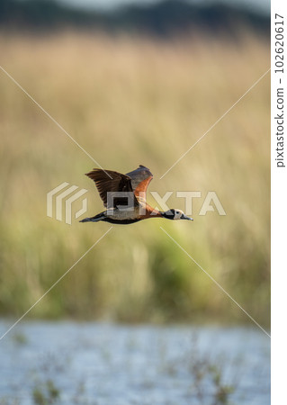 White-faced whistling-duck crosses river with sings raised 102620617