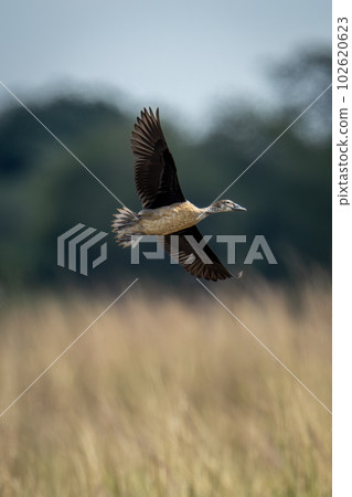 White-faced whistling-duck glides past with wings spread White-faced whistling-duck glides past with wings spread 102620623