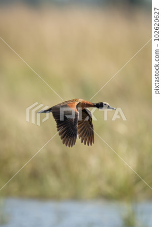 White-faced whistling-duck crosses river with sings lowered White-faced whistling-duck crosses river with sings lowered 102620627
