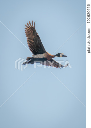 White-faced whistling-duck glides in clear blue sky White-faced whistling-duck glides in clear blue sky 102620636