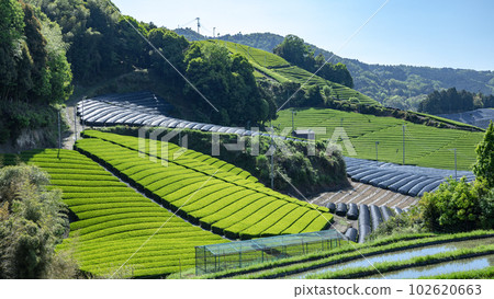 The tea plantation of the Harmony 102620663