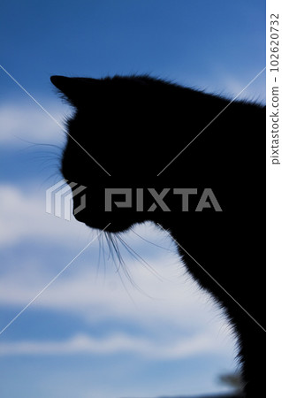 Silhouette of black cat on the background of the sky Silhouette of black cat on the background of the sky 102620732