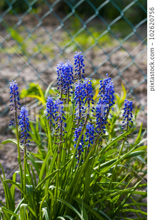 Beautiful Muscari flower grows in nature 102620756