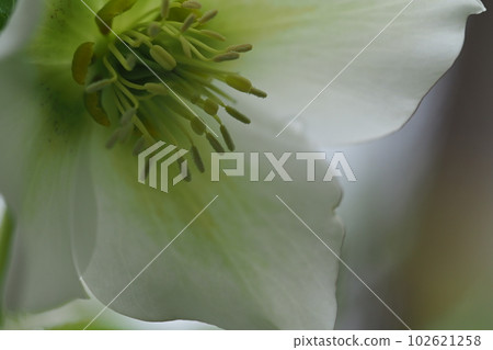 聖誕玫瑰 White Flower Close-up 102621258