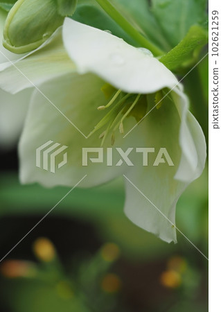 聖誕玫瑰 White Flower Close-up 聖誕玫瑰 White Flower Close-up 102621259