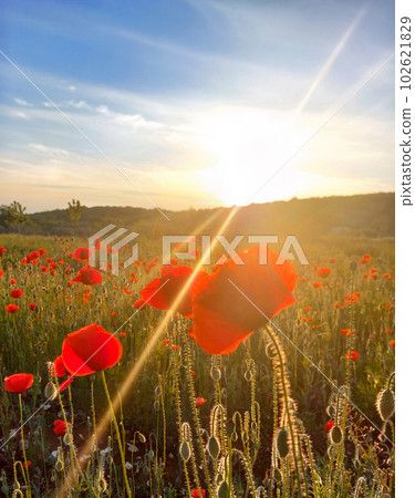 Poppy field at sunset. Field of red poppies against the backdrop of the setting sun. Selective fokus. Poppy field at sunset. Field of red poppies against the backdrop of the setting sun. Selective fokus. 102621829