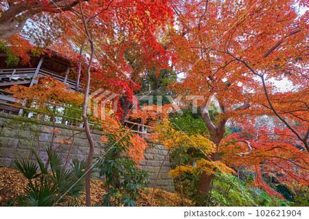 Autumn foliage seen from below the precincts of Todoroki Fudoson (Myo-in Temple) near Todoroki Valley in Setagaya Ward, Tokyo in autumn 102621904