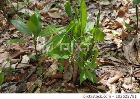 里山的植物 102622781