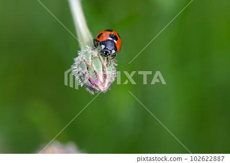 Nana Hoshi Tentou Nana Hoshi Tentou 102622887