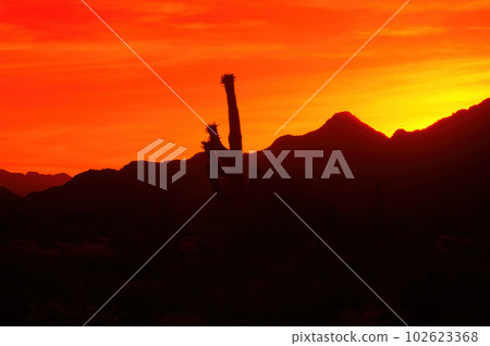 Red Sunset Arizona Red Sunset Arizona 102623368