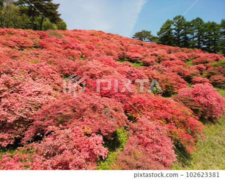 立塚山的杜鵑花鳥瞰圖 立塚山的杜鵑花鳥瞰圖 102623381