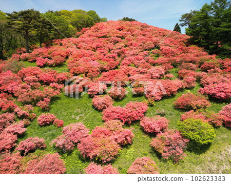 Azaleas of Mt. Tatsuka Aerial view Azaleas of Mt. Tatsuka Aerial view 102623383