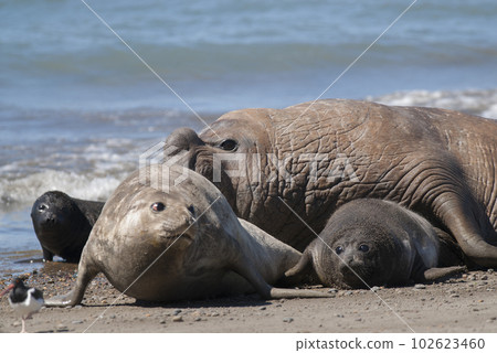Elephant seal family, Peninsula Valdes, Patagonia, Argentina 102623460