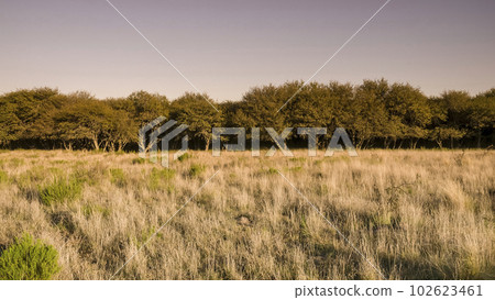 Pampas forest environment, La Pampa province, Argentina. 102623461