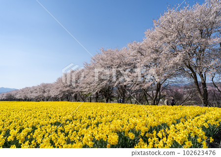 櫻花和水仙花 岩井新水公園 群馬縣東岳妻町 102623476