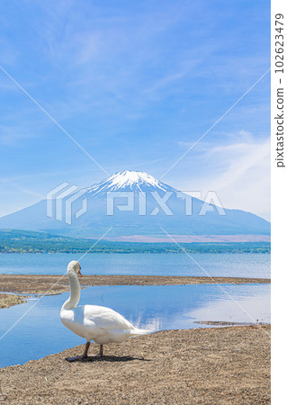山中湖畔的天鵝和富士山 102623479