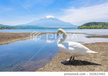 山中湖畔的天鵝和富士山 山中湖畔的天鵝和富士山 102623481