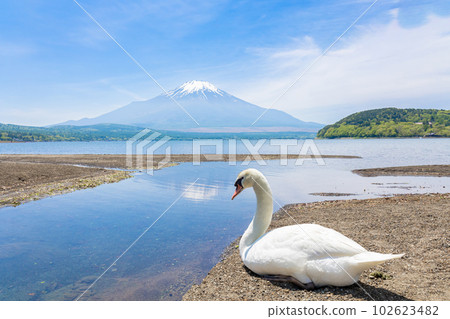 山中湖畔的天鵝和富士山 102623482