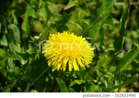 蒲公英的花朵 蒲公英的花朵 102623490