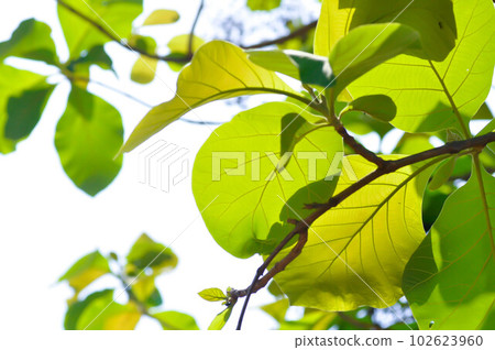 Tectona grandis, Teak or LAMIACEAE or teak plant or teak leaf 102623960