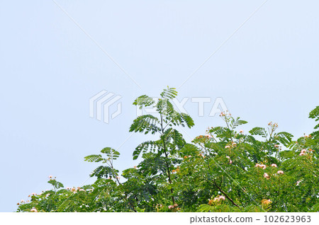 Rain tree or Samanea saman, LEGUMINOSAE MIMOSOIDEAE 102623963
