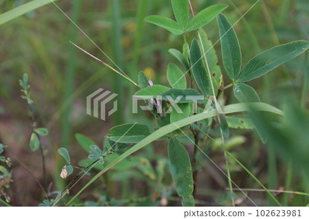 Grasshopper on the grass in the meadow, summer nature  102623981