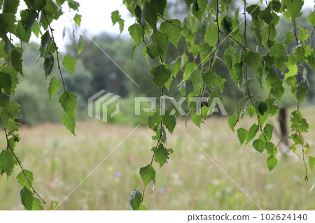 Rainy summer forest atmosphere, forest in closeu, common birch leaves  102624140